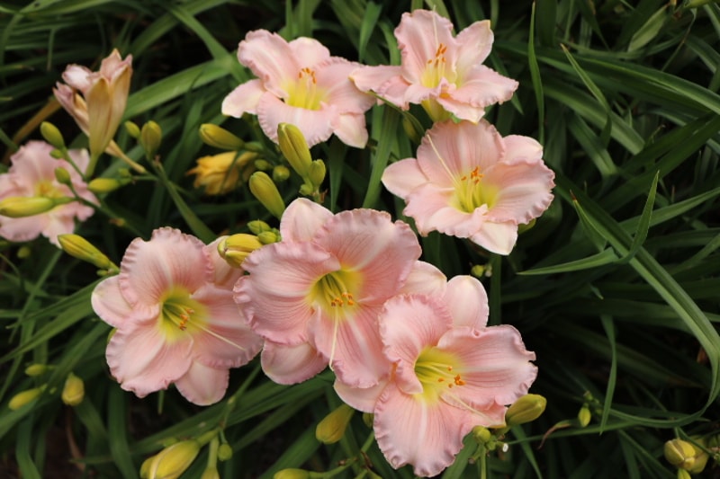 Pink Attraction from Haley_Springs_Farm