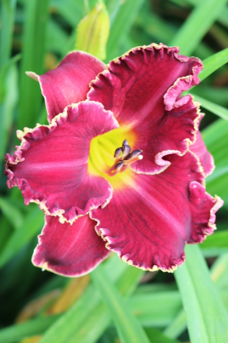 Seize the Night from Haley_Springs_Farm