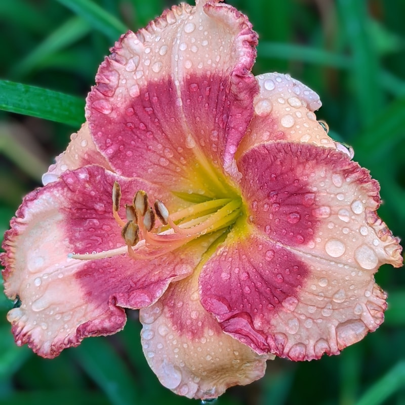 Jamaican Music from Haley_Springs_Farm