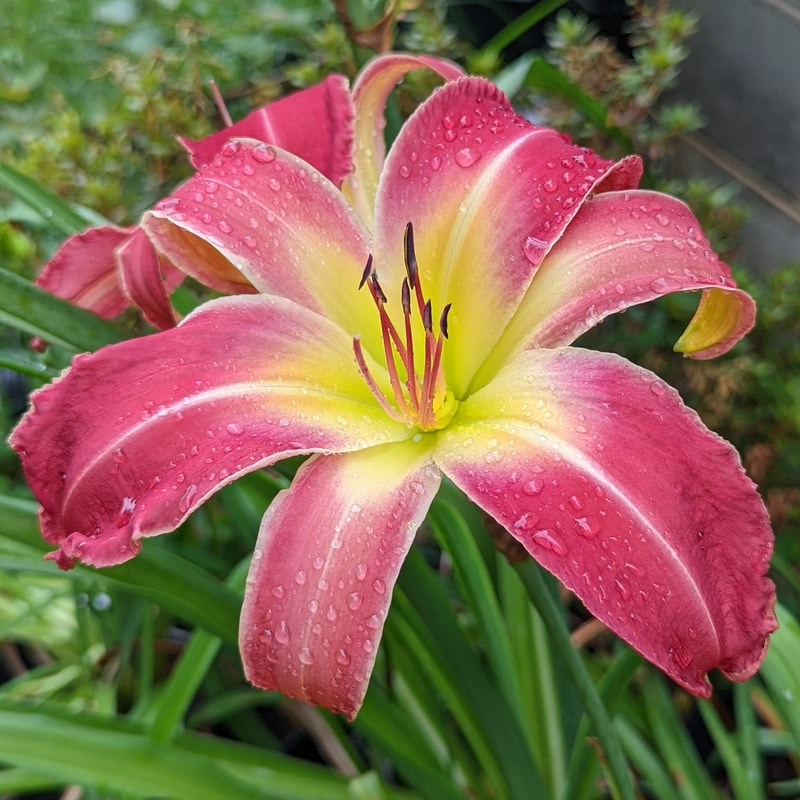 Party Pants from Haley_Springs_Farm