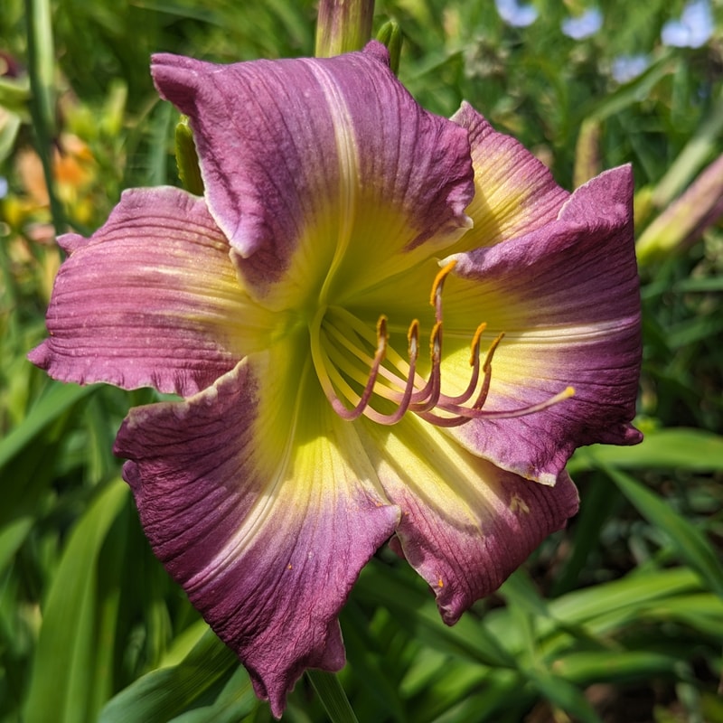 Hakuna Matata from Haley_Springs_Farm