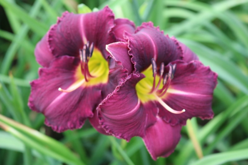 Crack of Doom from Haley_Springs_Farm