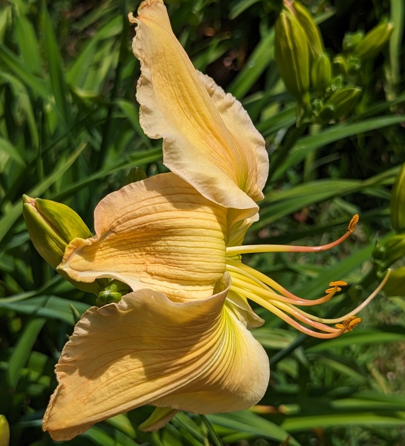 Flying Dipper from Haley_Springs_Farm