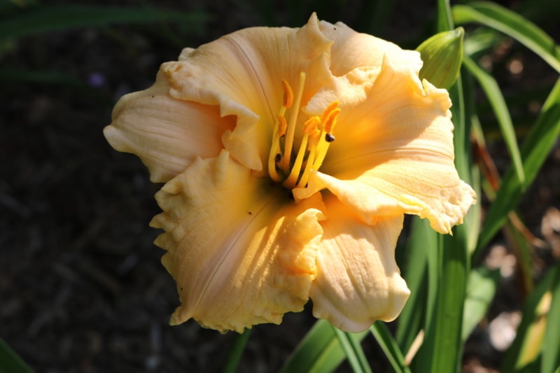 Baby Fresh from Haley_Springs_Farm