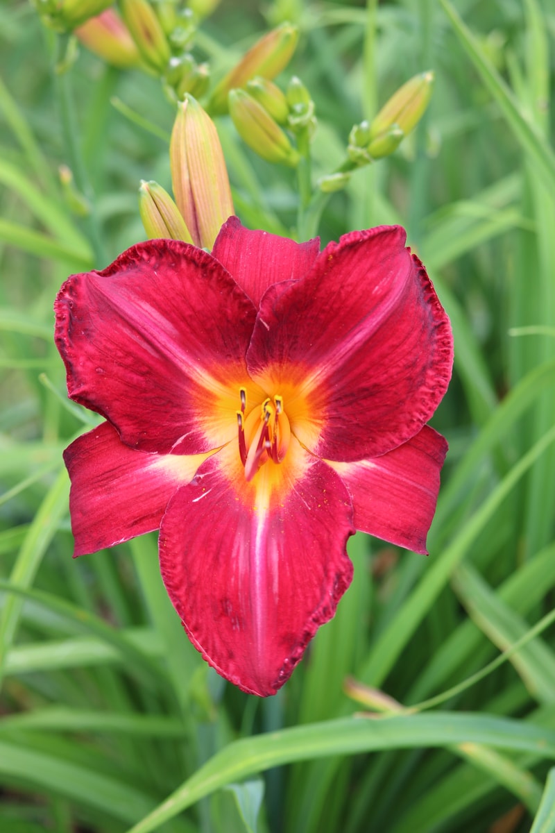 Red Volunteer from Haley_Springs_Farm