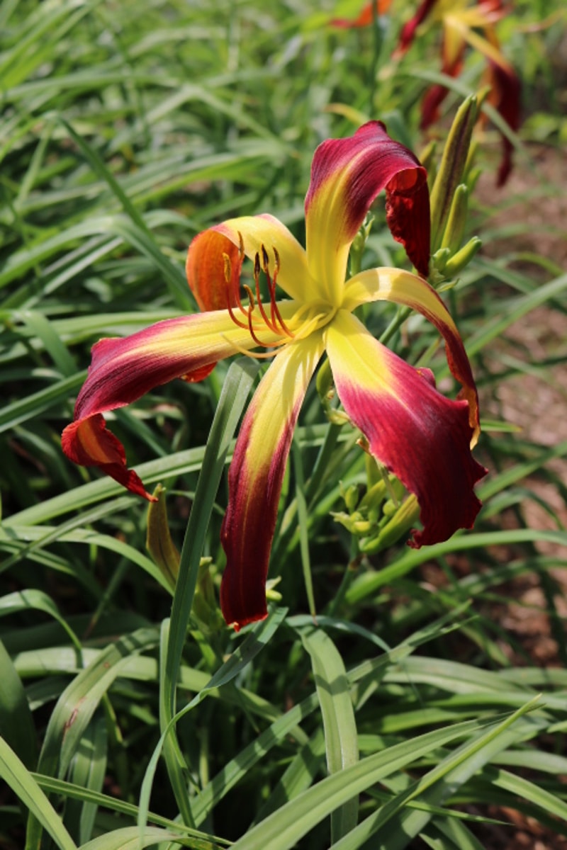 Redskin Walker from Haley_Springs_Farm