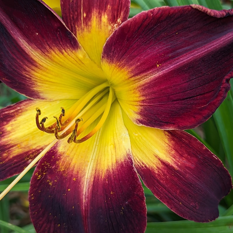 Persian Ruby from Haley_Springs_Farm