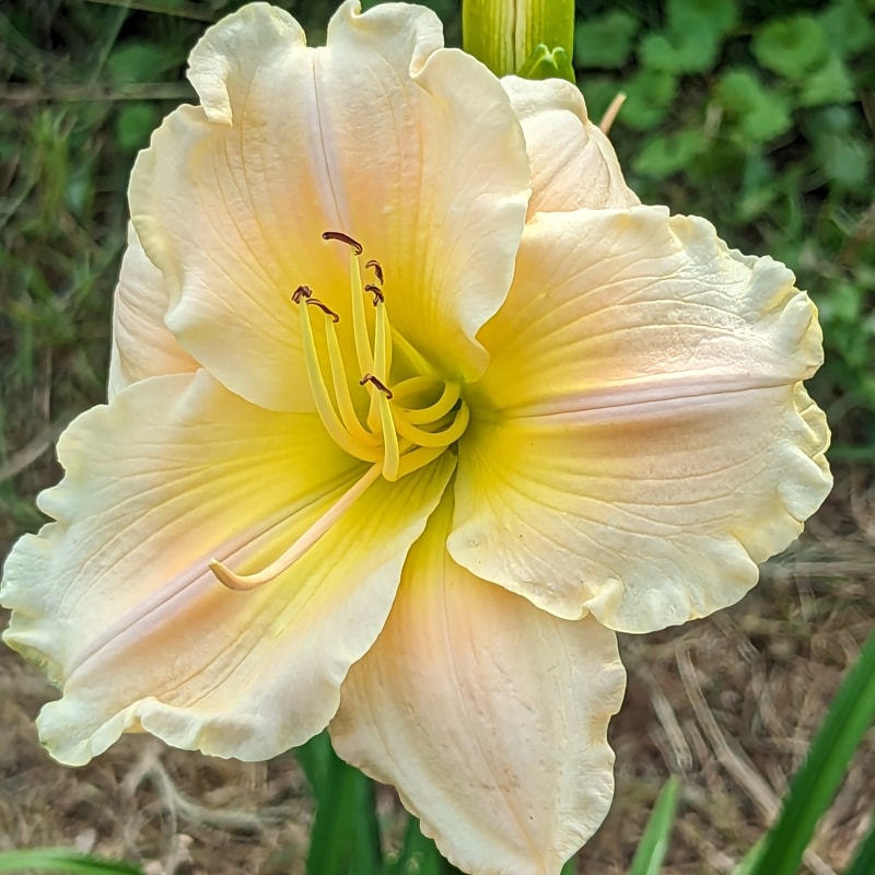Rainbow Radiance from Haley_Springs_Farm