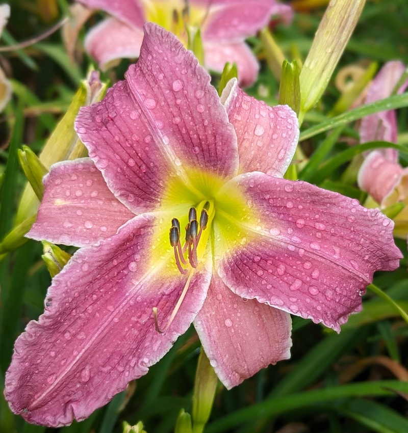 Flutterbye from Haley_Springs_Farm
