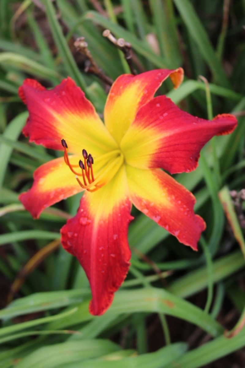 All American Chief from Haley_Springs_Farm