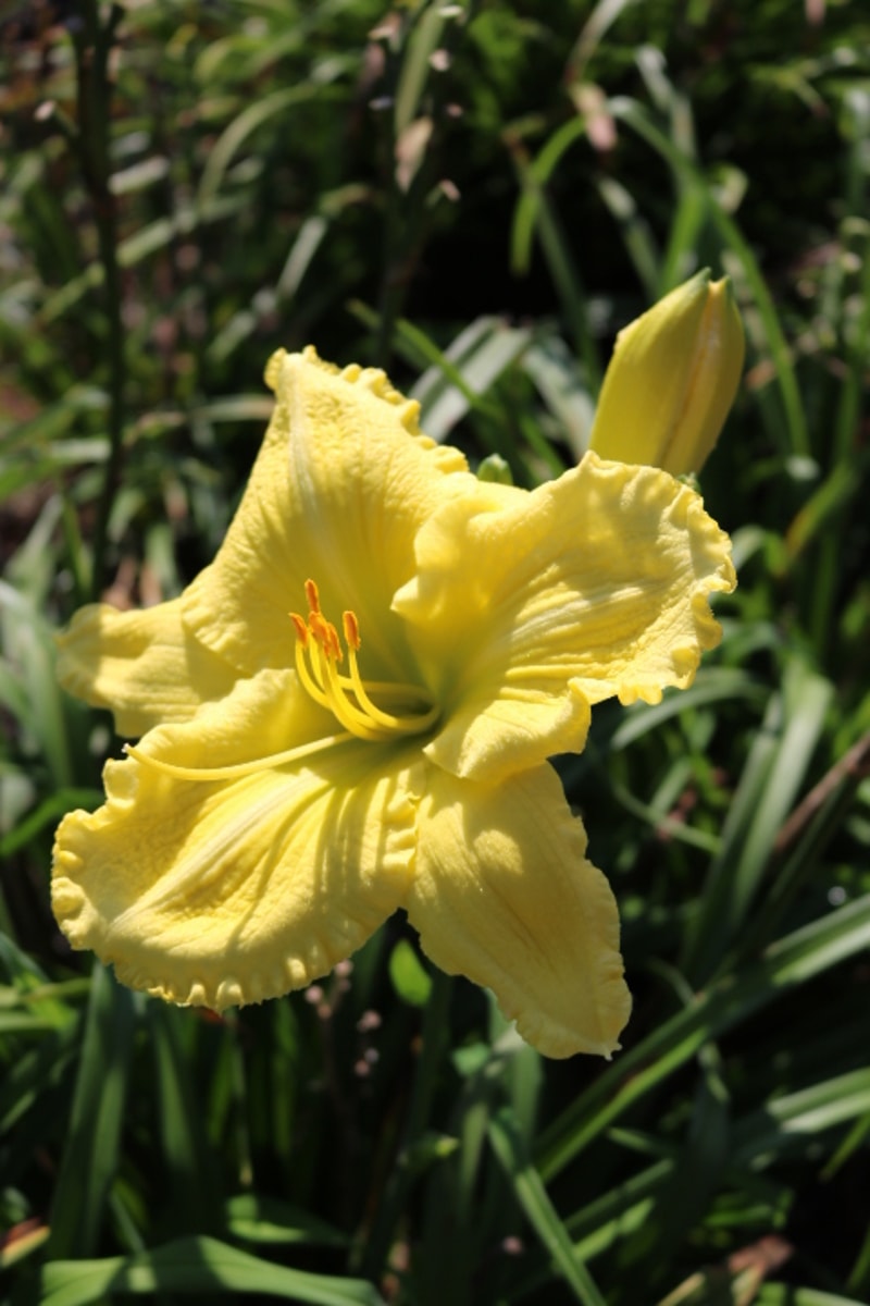 Made from Scratch from Haley_Springs_Farm