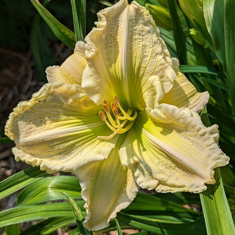 Carol Van Sciver from Haley_Springs_Farm