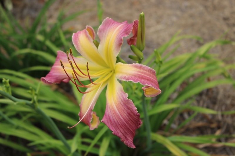 North Wind Dancer from Haley_Springs_Farm