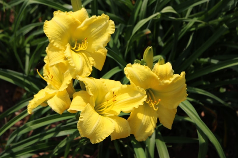 Good Impression from Haley_Springs_Farm