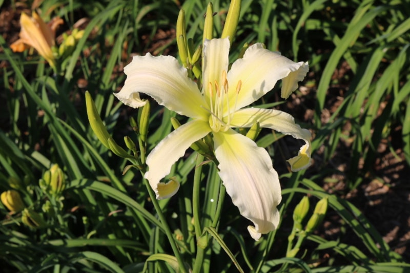 Heavenly Snow White from Haley_Springs_Farm