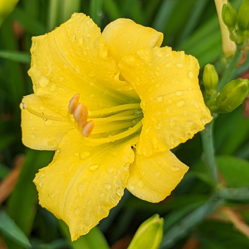 Baby Viking from Haley_Springs_Farm