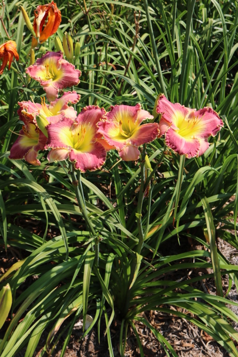 Mahdi from Haley_Springs_Farm