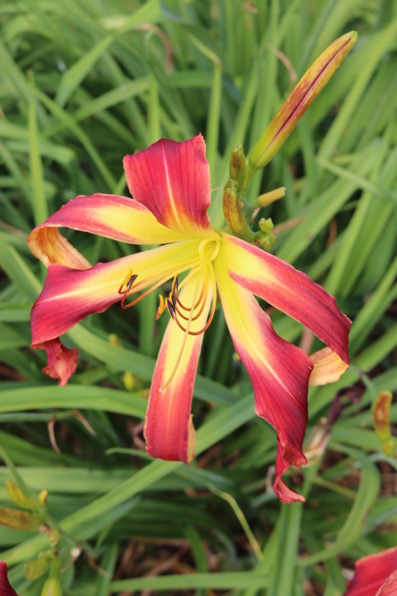 Redskin Walker from Haley_Springs_Farm