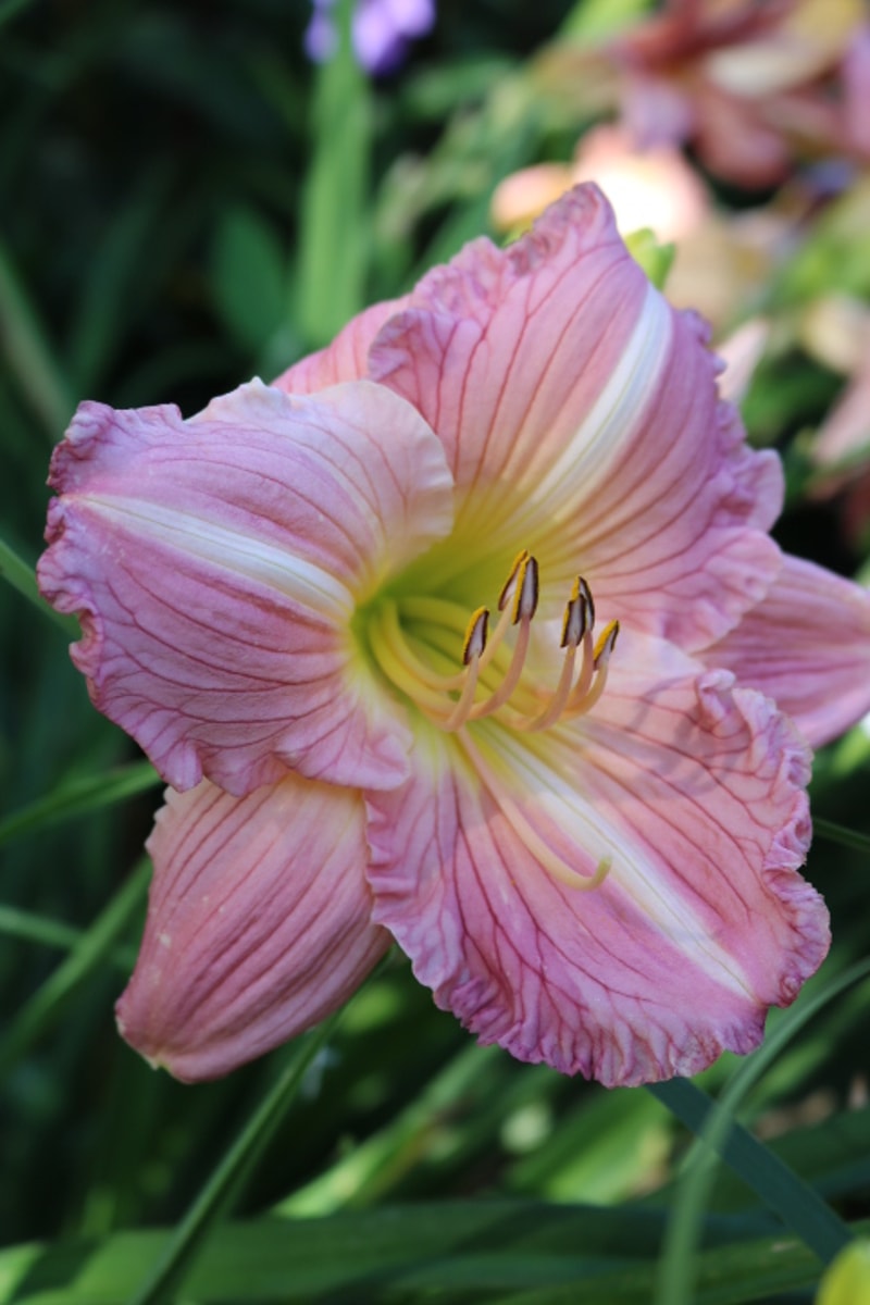 Tani from Haley_Springs_Farm