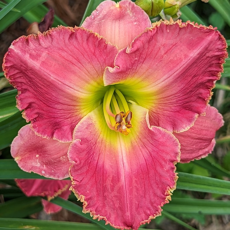 Berry Patch from Haley_Springs_Farm