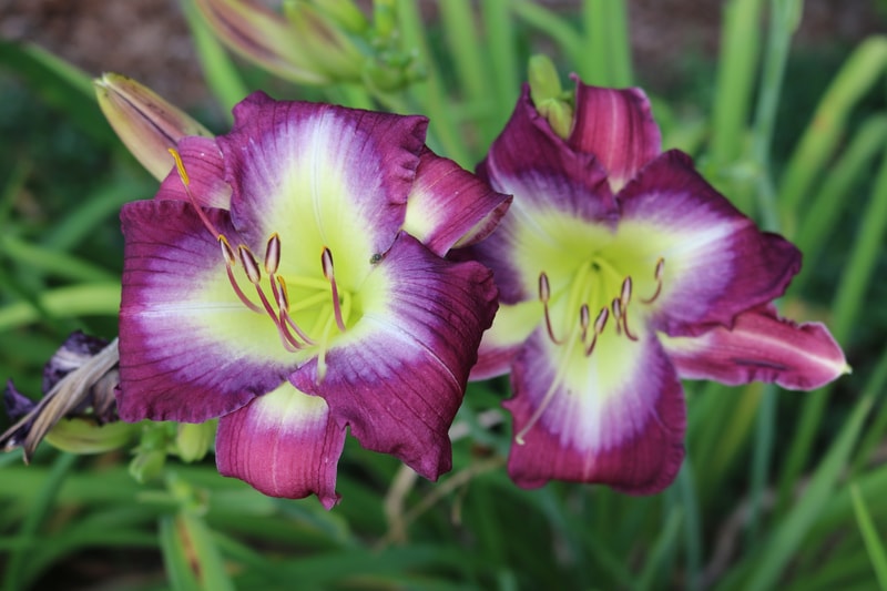 Stargate Portal from Haley_Springs_Farm