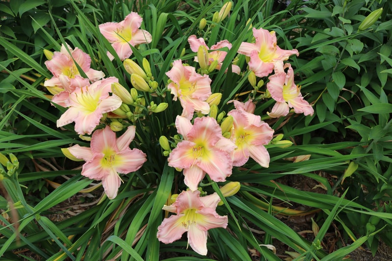 Helen Shooter from Haley_Springs_Farm