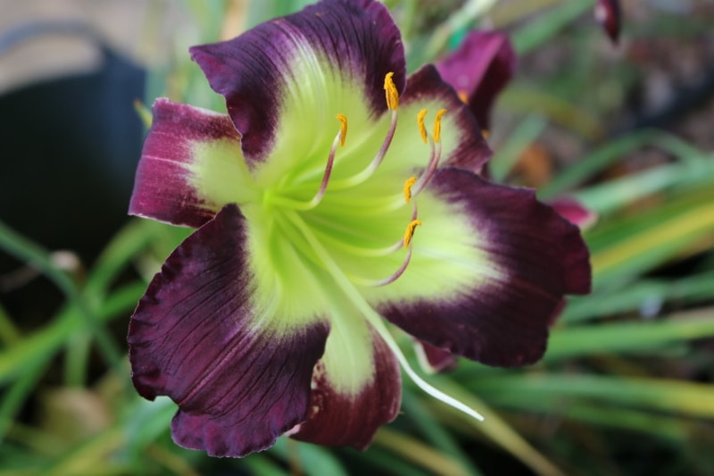 Cradle of Bethlehem from Haley_Springs_Farm