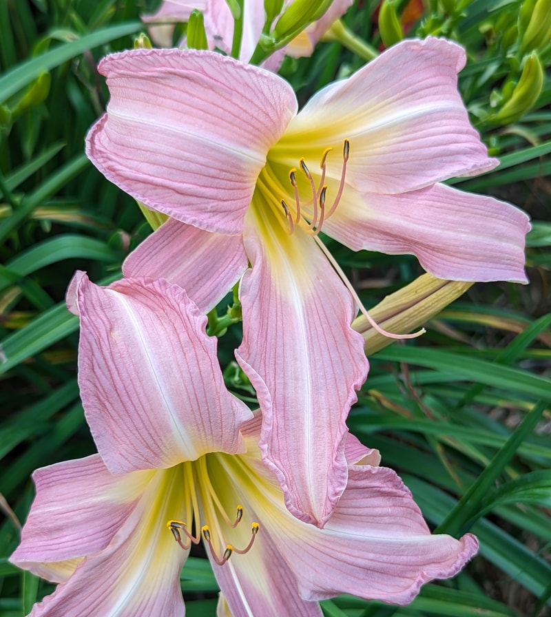 Lilting Belle from Haley_Springs_Farm