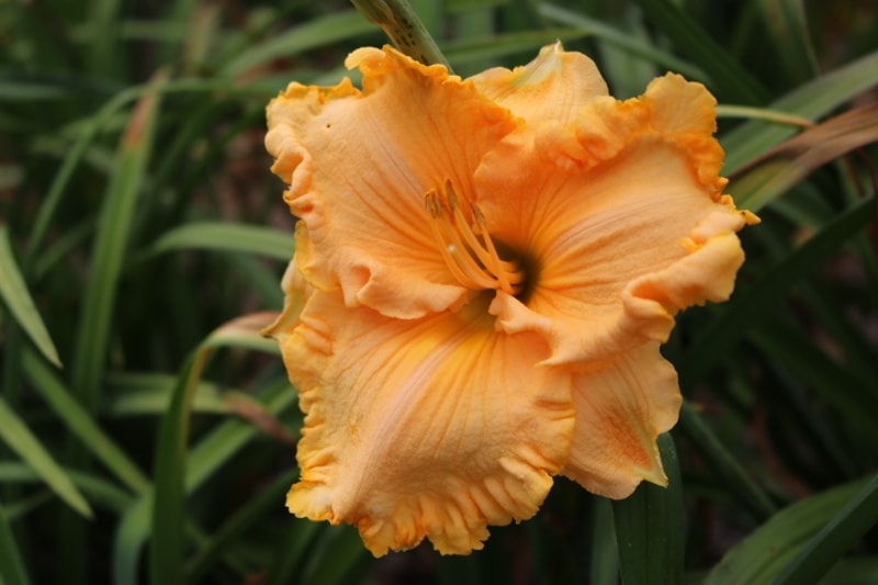 Patsy Cline from Haley_Springs_Farm