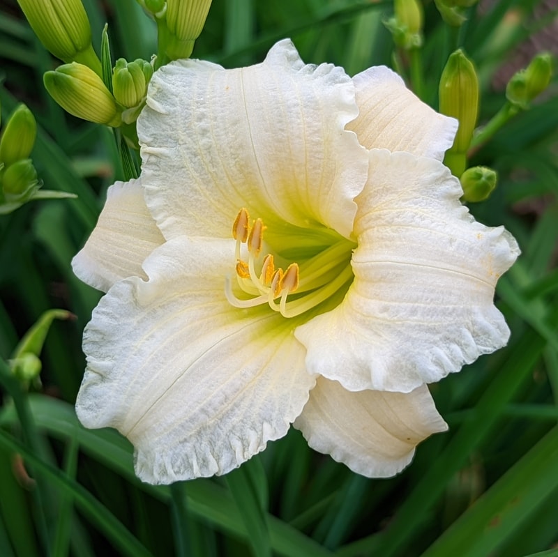 Accentuate the Green from Haley_Springs_Farm