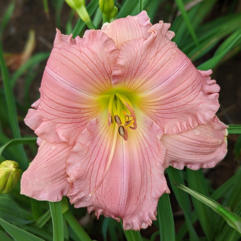 Jolyene Nichole from Haley_Springs_Farm