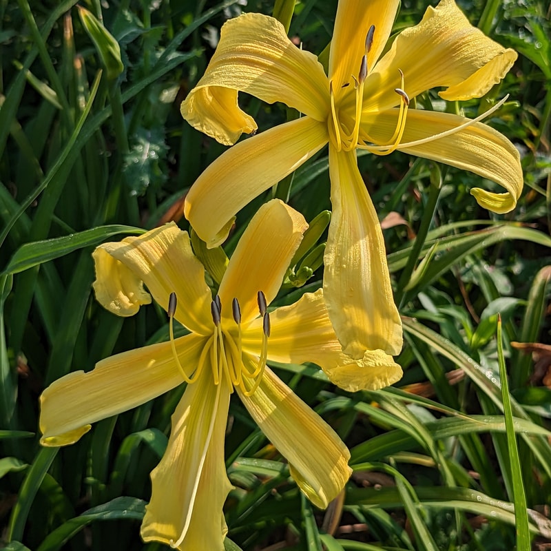 Stylistic from Haley_Springs_Farm