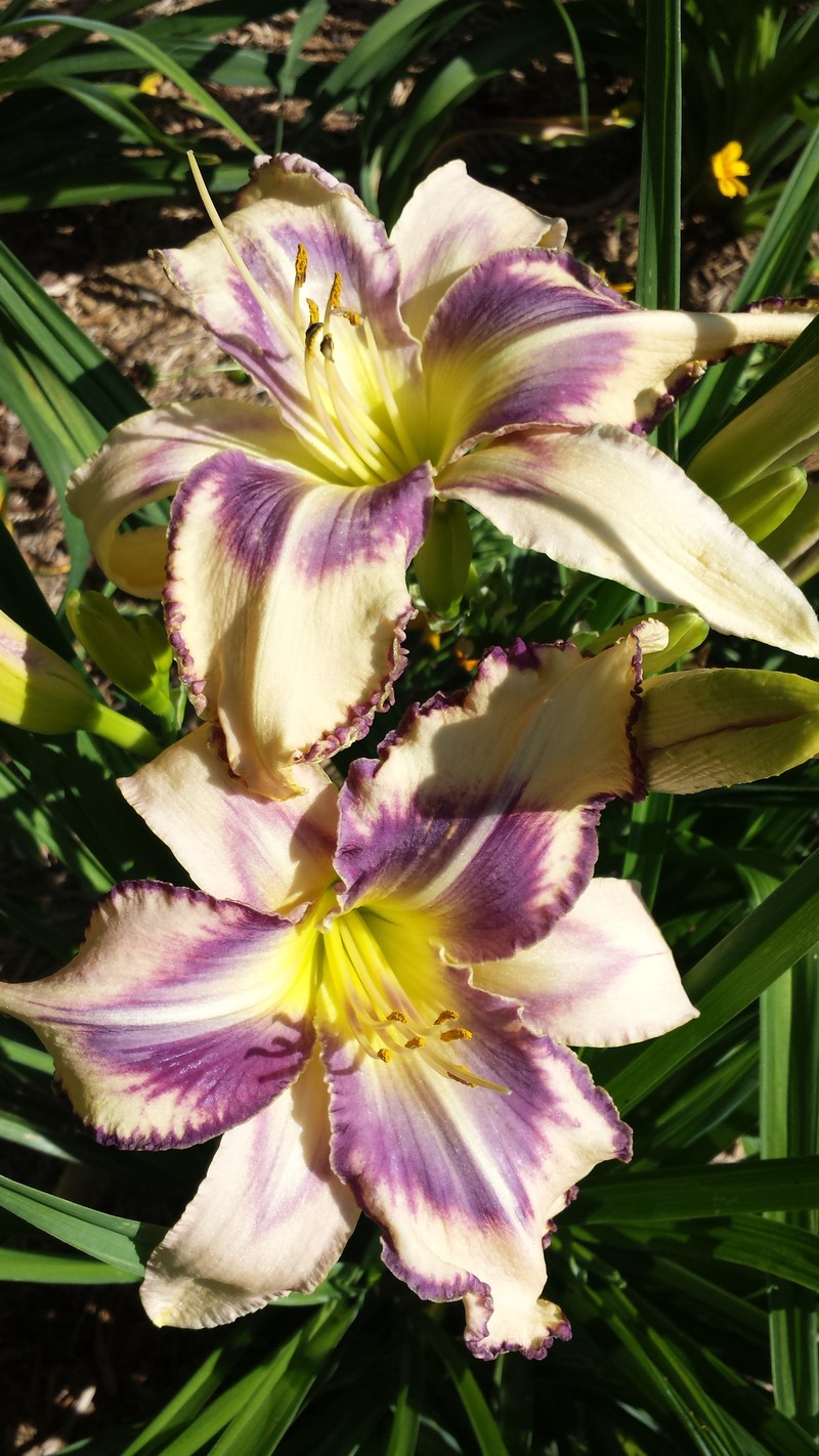 Destined to See from Haley_Springs_Farm