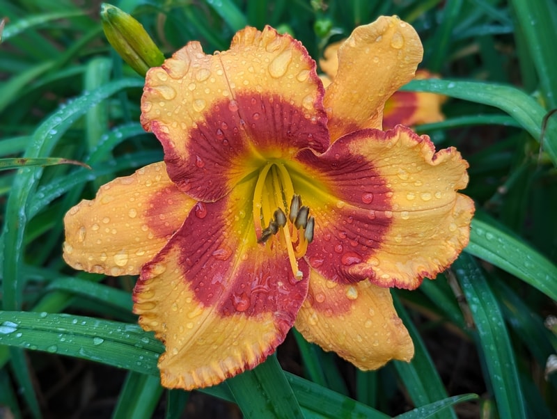 Last Fool Standing from Haley_Springs_Farm