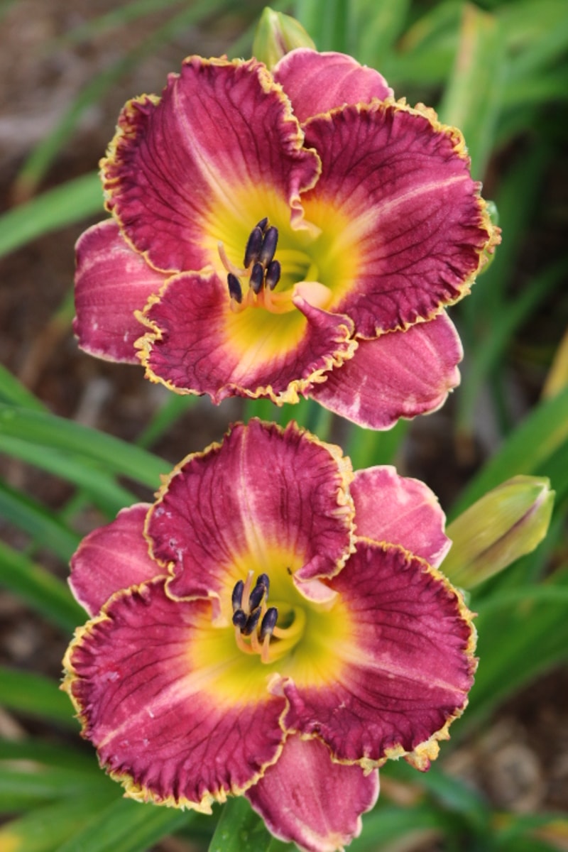 Knowledgeable Gnome from Haley_Springs_Farm