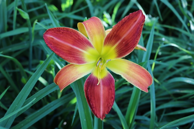 Octopus Hugs from Haley_Springs_Farm