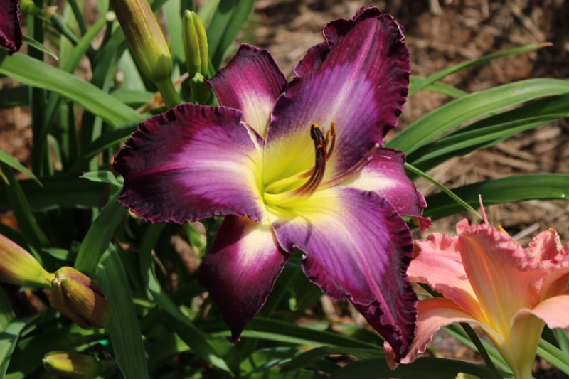 Michael Bennett from Haley_Springs_Farm