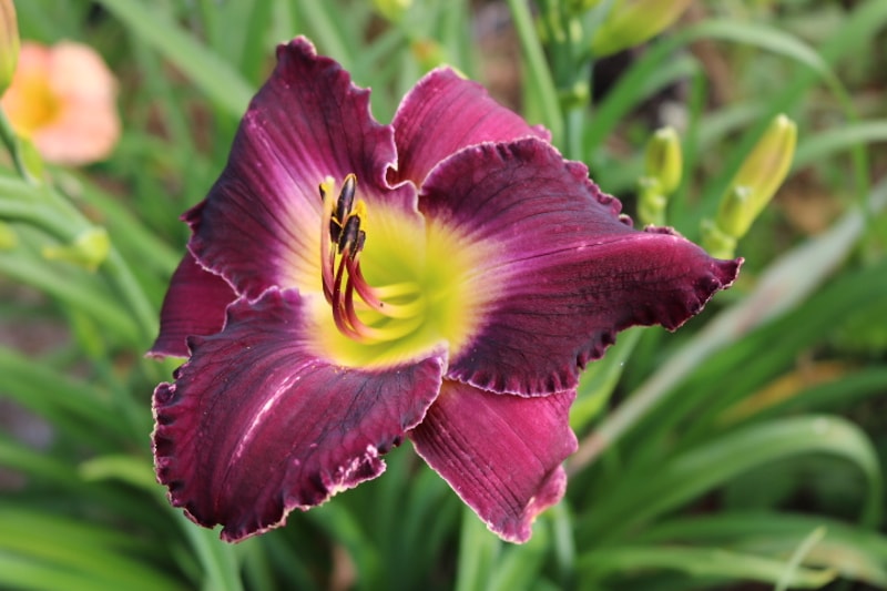 Shaka Zulu from Haley_Springs_Farm