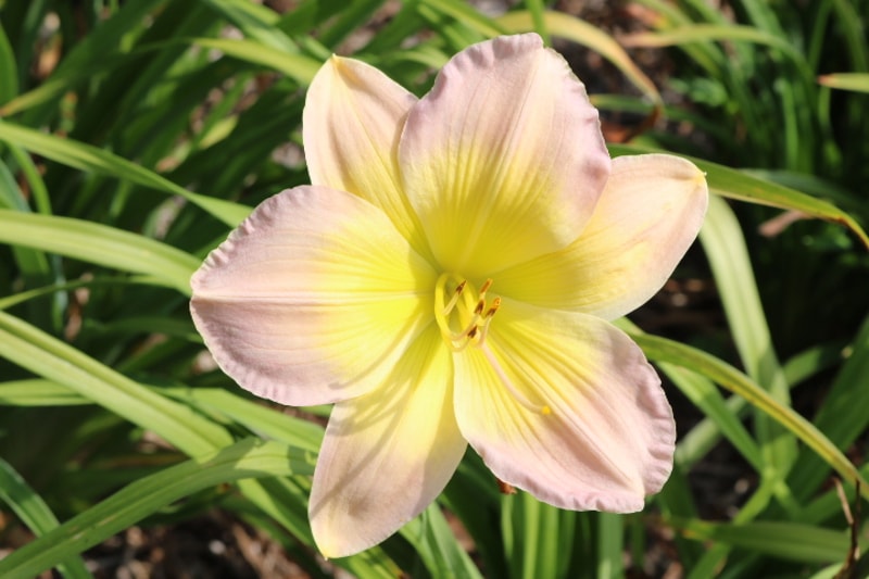 Bright and Morning Star from Haley_Springs_Farm