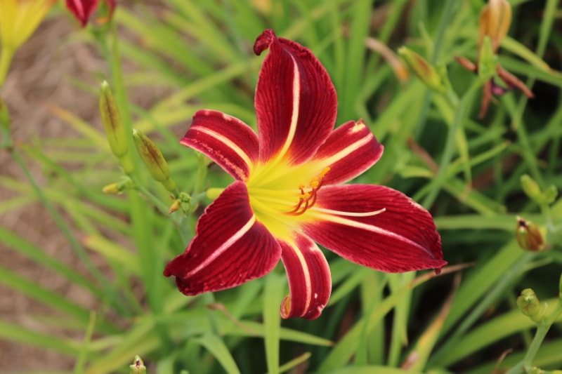 Dixie Land Band from Haley_Springs_Farm