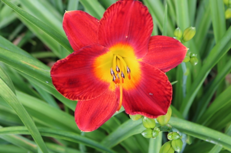 Scarlet Pansy from Haley_Springs_Farm