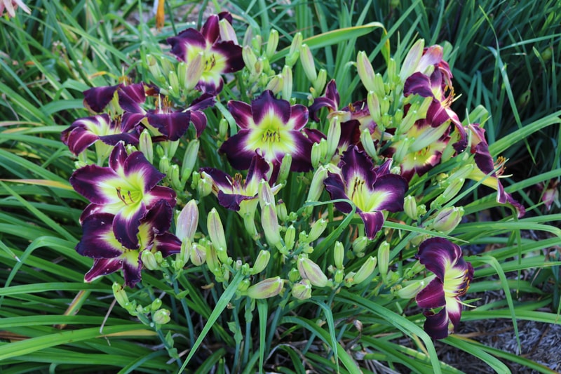 Laura Harwood from Haley_Springs_Farm