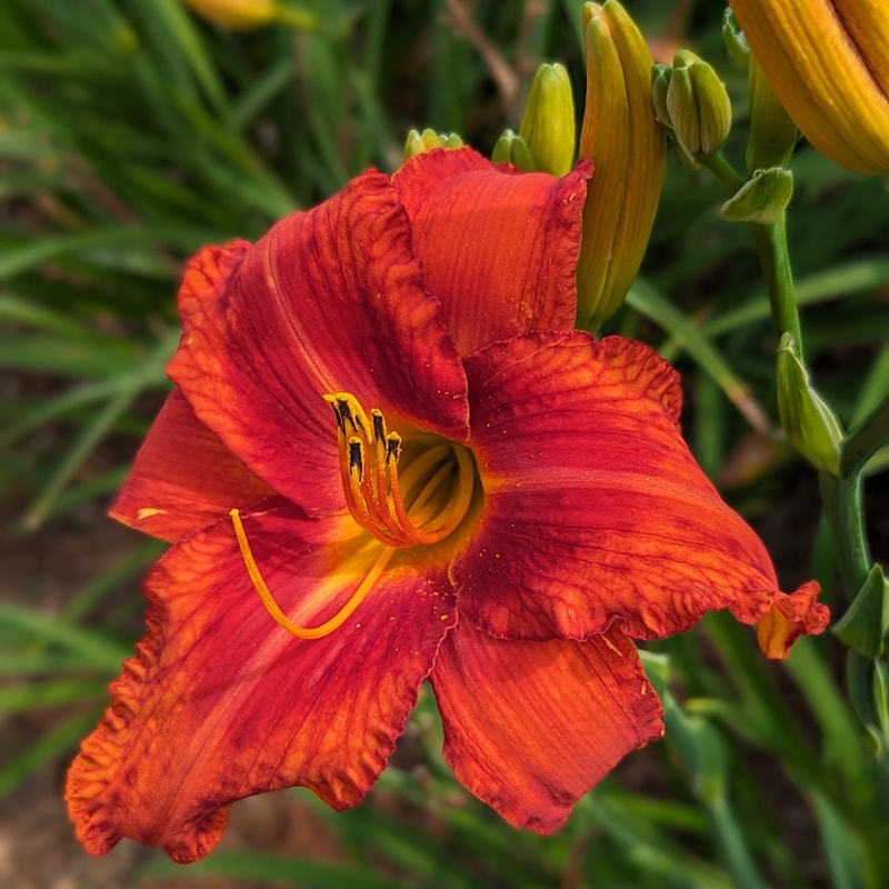 Fire Bird Suite from Haley_Springs_Farm