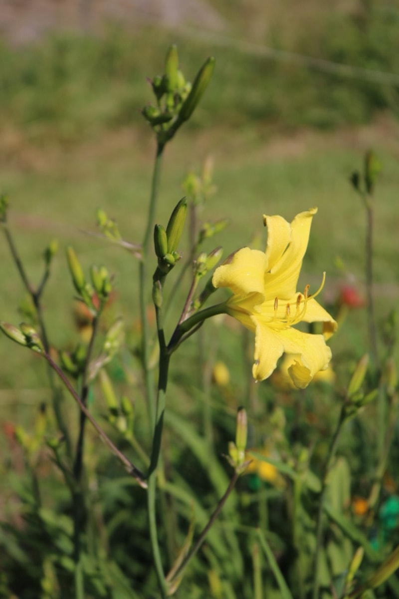Itsy Bitsy Spider from Haley_Springs_Farm