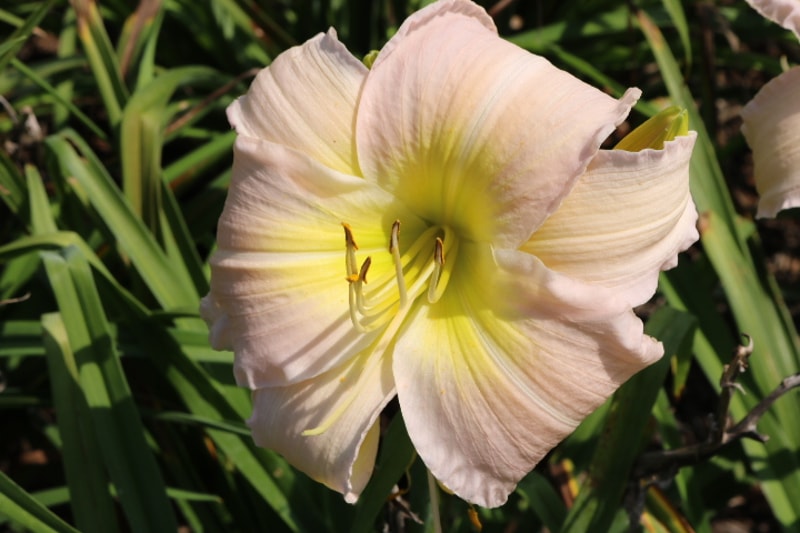 Breath of Life from Haley_Springs_Farm