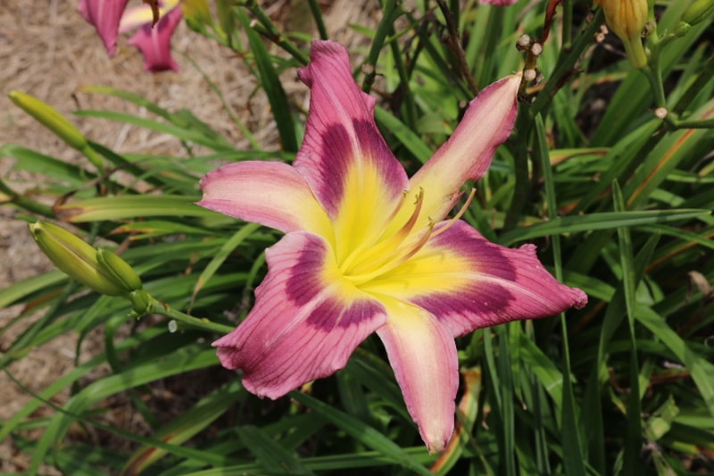 Magic Dancer from Haley_Springs_Farm