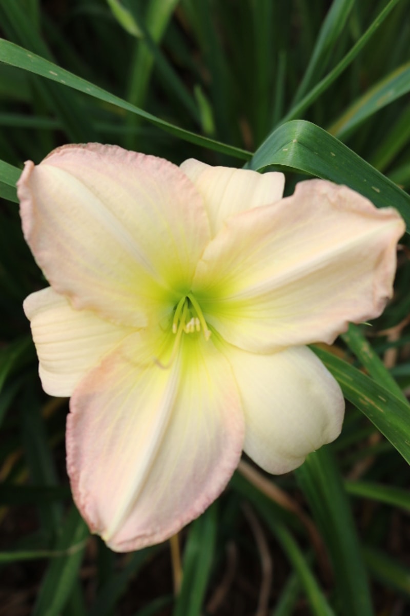 Cameron Quantz from Haley_Springs_Farm