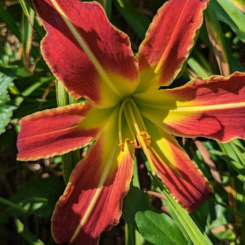 Candy Cane Train from Haley_Springs_Farm
