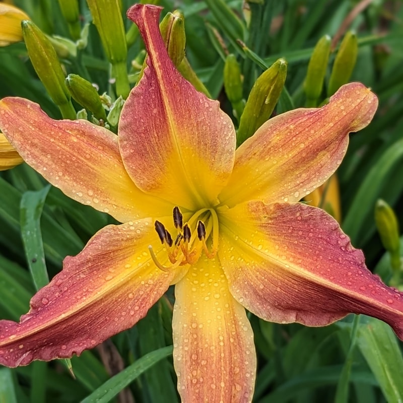 Guinea Jubilee from Haley_Springs_Farm