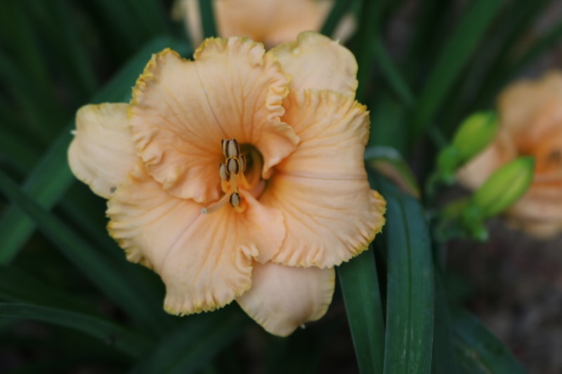 Spacecoast Tiny Perfection from Haley_Springs_Farm